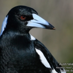 Gymnorhina tibicen (Australian Magpie) at Coomee Nulunga Cultural Walking Track - 28 Jun 2019 by CharlesDove