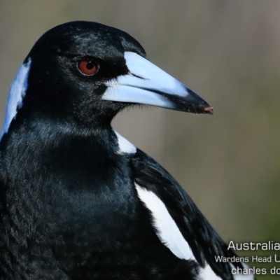 Gymnorhina tibicen (Australian Magpie) at Coomee Nulunga Cultural Walking Track - 27 Jun 2019 by Charles Dove