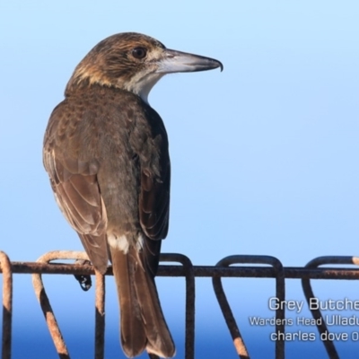 Cracticus torquatus (Grey Butcherbird) at Coomee Nulunga Cultural Walking Track - 27 Jun 2019 by CharlesDove