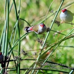 Neochmia temporalis (Red-browed Finch) at Burrill Lake, NSW - 26 Jun 2019 by CharlesDove