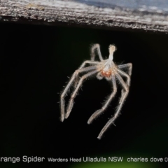Sparassidae (family) (A Huntsman Spider) at Ulladulla Reserves Bushcare - 27 Jun 2019 by Charles Dove