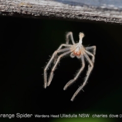 Sparassidae (family) (A Huntsman Spider) at Ulladulla Reserves Bushcare - 28 Jun 2019 by CharlesDove