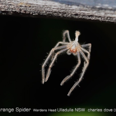 Sparassidae (family) (A Huntsman Spider) at Ulladulla Reserves Bushcare - 28 Jun 2019 by CharlesDove