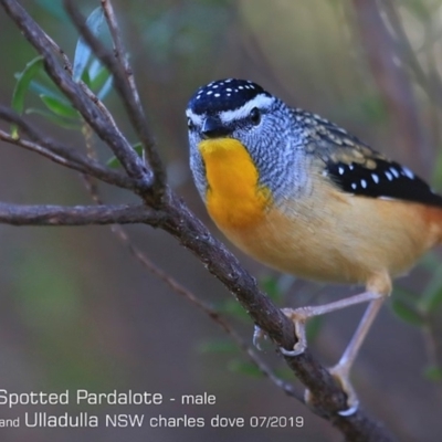 Pardalotus punctatus (Spotted Pardalote) at Ulladulla, NSW - 26 Jun 2019 by CharlesDove