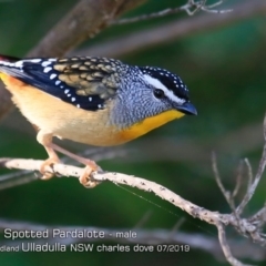 Pardalotus punctatus at Ulladulla, NSW - 27 Jun 2019 12:00 AM
