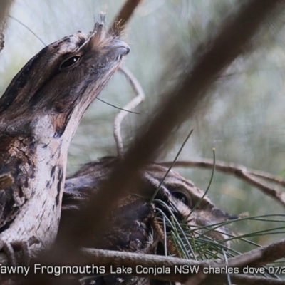 Podargus strigoides (Tawny Frogmouth) at Lake Conjola, NSW - 26 Jun 2019 by CharlesDove