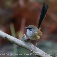 Malurus lamberti (Variegated Fairywren) at Lake Conjola, NSW - 26 Jun 2019 by CharlesDove