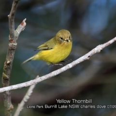 Acanthiza nana (Yellow Thornbill) at Burrill Lake, NSW - 29 Jun 2019 by CharlesDove