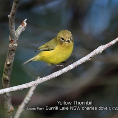 Acanthiza nana (Yellow Thornbill) at Burrill Lake, NSW - 29 Jun 2019 by CharlesDove