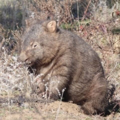 Vombatus ursinus (Bare-nosed Wombat) at Paddys River, ACT - 2 Jul 2019 by Christine