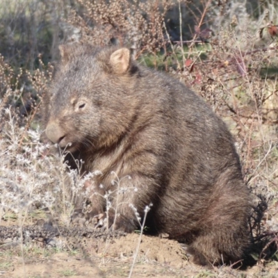 Vombatus ursinus (Bare-nosed Wombat) at Paddys River, ACT - 2 Jul 2019 by Christine
