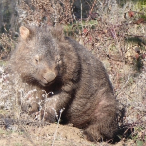 Vombatus ursinus at Paddys River, ACT - 2 Jul 2019 10:50 AM