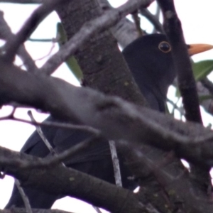 Turdus merula at Canberra, ACT - 2 Jul 2019 05:11 PM