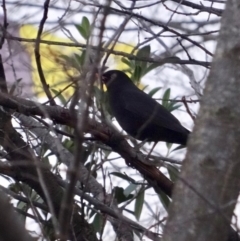 Turdus merula at Canberra, ACT - 2 Jul 2019 05:11 PM