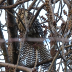 Eudynamys orientalis (Pacific Koel) at Narrabundah, ACT - 17 Jun 2019 by RobParnell