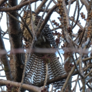 Eudynamys orientalis at Narrabundah, ACT - 17 Jun 2019