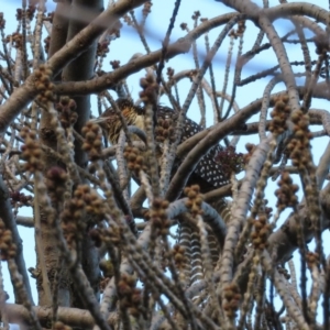 Eudynamys orientalis at Narrabundah, ACT - 17 Jun 2019