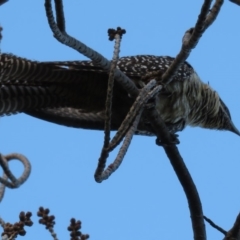 Eudynamys orientalis at Narrabundah, ACT - 17 Jun 2019