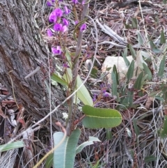 Hardenbergia violacea (False Sarsaparilla) at Acton, ACT - 1 Jul 2019 by MaartjeSevenster