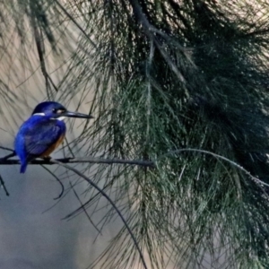 Ceyx azureus at Tuggeranong DC, ACT - 2 Jul 2019