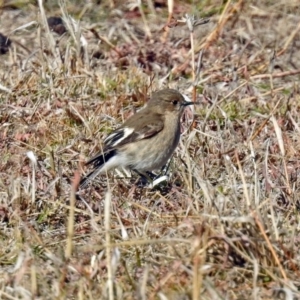 Petroica phoenicea at Paddys River, ACT - 2 Jul 2019 12:40 PM