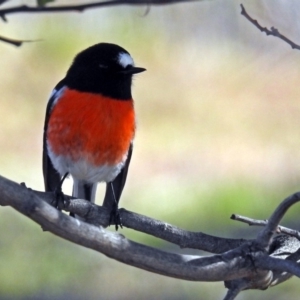 Petroica boodang at Paddys River, ACT - 2 Jul 2019 01:08 PM