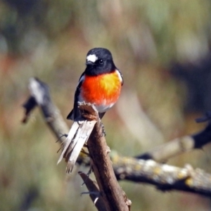 Petroica boodang at Paddys River, ACT - 2 Jul 2019 01:08 PM