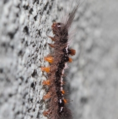 Lymantriinae (subfamily) (Unidentified tussock moths) at ANBG - 2 Jul 2019 by TimL