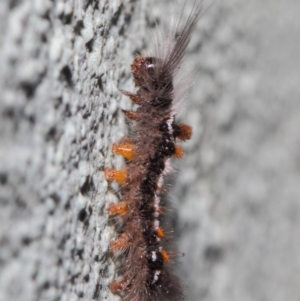 Lymantriinae (subfamily) at Hackett, ACT - 2 Jul 2019 01:17 PM