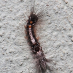 Lymantriinae (subfamily) at Hackett, ACT - 2 Jul 2019 01:17 PM