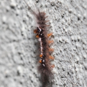 Lymantriinae (subfamily) at Hackett, ACT - 2 Jul 2019 01:17 PM