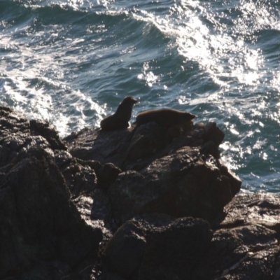 Seal-unknown species (Unidentified Seal) at Guerilla Bay, NSW - 30 Jun 2019 by LisaH