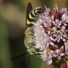 Radumeris tasmaniensis at Tuggeranong DC, ACT - 3 Apr 2019