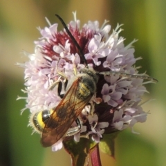 Radumeris tasmaniensis at Tuggeranong DC, ACT - 3 Apr 2019 06:01 PM