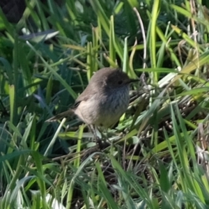 Acanthiza pusilla at Tuggeranong DC, ACT - 2 Jul 2019