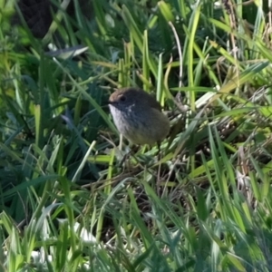 Acanthiza pusilla at Tuggeranong DC, ACT - 2 Jul 2019