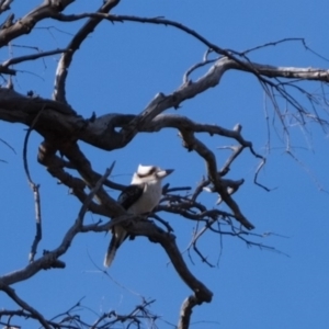 Dacelo novaeguineae at Molonglo River Reserve - 1 Jul 2019 02:05 PM