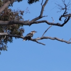 Dacelo novaeguineae at Molonglo River Reserve - 1 Jul 2019 02:05 PM