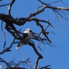 Dacelo novaeguineae at Molonglo River Reserve - 1 Jul 2019 02:05 PM