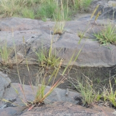 Setaria sp. (Pigeon Grass) at Point Hut to Tharwa - 3 Apr 2019 by MichaelBedingfield