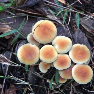 Hypholoma fasciculare (Hypholoma fasciculare) at Shoalhaven Heads, NSW - 26 Jun 2019 by Nurjahan