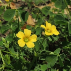 Oxalis sp. at Conder, ACT - 22 Jan 2015