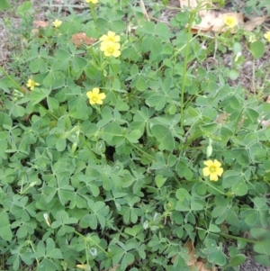 Oxalis sp. at Conder, ACT - 22 Jan 2015