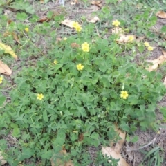 Oxalis sp. at Conder, ACT - 22 Jan 2015