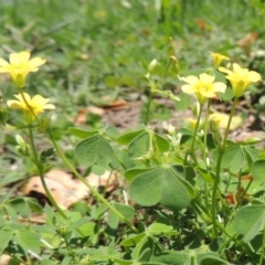 Oxalis sp. at Conder, ACT - 22 Jan 2015