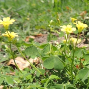 Oxalis sp. at Conder, ACT - 22 Jan 2015