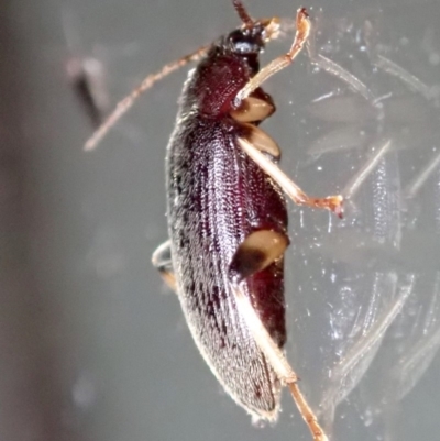 Alleculinae sp. (Subfamily) (Unidentified Comb-clawed beetle) at Ainslie, ACT - 21 Jan 2019 by jb2602