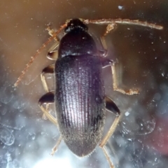 Alleculinae sp. (Subfamily) at Ainslie, ACT - 21 Jan 2019