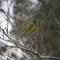 Nesoptilotis leucotis (White-eared Honeyeater) at Mongarlowe River - 3 Jul 2019 by LisaH