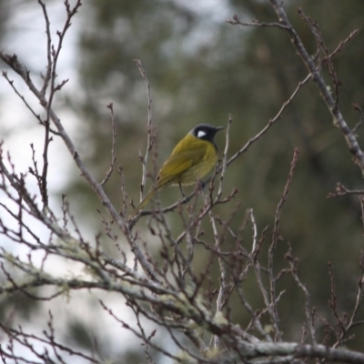 Nesoptilotis leucotis (White-eared Honeyeater) at Mongarlowe, NSW - 3 Jul 2019 by LisaH